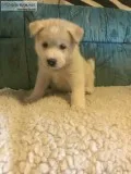 Huskita Puppies 6 weeks