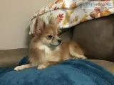 Orange Merle Pomeranian female