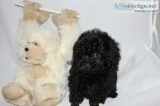 Toy Poodles - Ready to Go