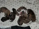 Mastiff malamute mix pups