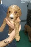 AKC Red Miniature Poodles