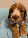 High Quality Beautiful Cockapoo Puppies for sale  Home raised to