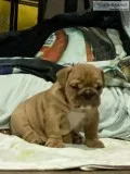 AKC English Bulldog Puppies