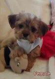 BEAUTIFUL SHORKIE PUPPIES