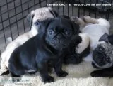 Cute and Healthy pug puppies ready