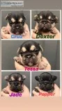 French Bulldog puppies