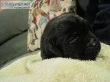 BLACK LAB PUPPIES