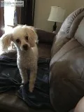 CKC Toy poodle