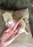 Maltese A.K.C. Purebred Puppies For Sale