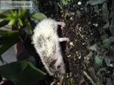 Hedgehogs