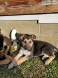 AKC Registered German Shepherd Puppies