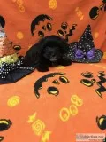 Female Yorkie-Poo Puppy