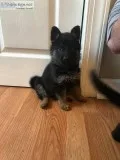 German Shepherd Puppies AKC Registered