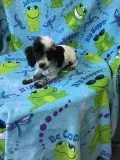 Male Toy Poodle Puppy