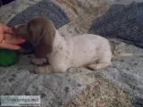 Blue eyed dachshund &quotDasher&quot