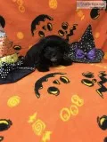 Female Yorkie-Poo Puppy
