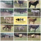 Donkeys great coyote deterrent pets horse companions
