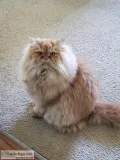 Persian Adult Male