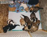 AnatolianGreat Dane mix puppies