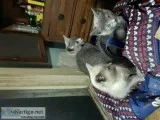 We have 2 gray cats and white one