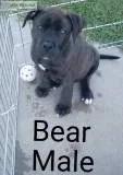 Bullmastiff Bully Pups-rare