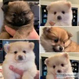 Pomeranian Puppies For Sale