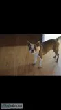 2 year old Female Boston terrior