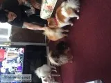 Pomeradions