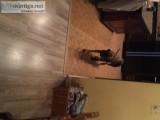 Female Brindle Plott Hound