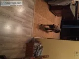 Female Brindle Plott Hound