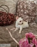 Potty Trained Chichuahua Puppies