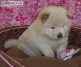 Clean Chow Chow Puppies