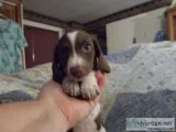 CKC chocolate piebald &quotHeartie&quot