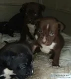 Puppies (pitbull and boxer mix)