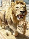 African lion full mount
