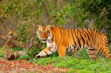 Delhi to Jim Corbett Cab  Delhi to Jim Corbett Taxi