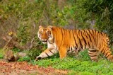 Delhi to Jim Corbett Cab  Delhi to Jim Corbett Taxi