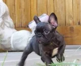 Male blue french bulldog puppy