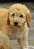 Golden doodle puppies