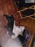 Sweet puppy for sale