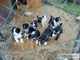 Border Collie Pups