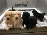 labradoodle puppies