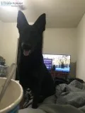 AKC German Shepard (1 year old)
