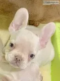 French bulldog