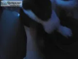 Border ColliePit Bull puppies