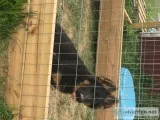 3 month old Akc female German Shepherd