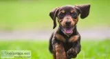 Doggy Brain Training