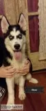 AKC Purebred Siberian Husky Puppies Ready Now