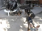 AKC German Shepherd Puppies