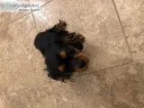 AKC Caviler King Charles